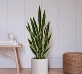 ollain artificial snake plant